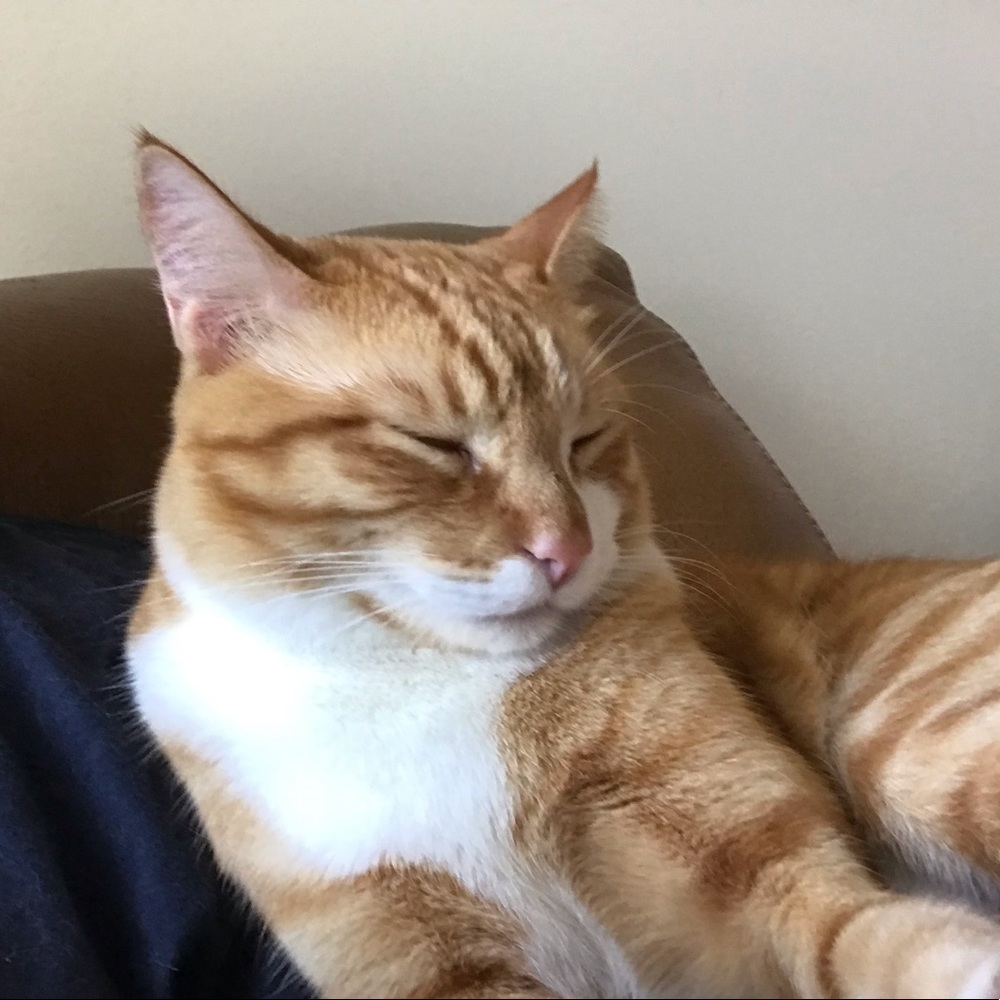 Meet your Posher, Jake